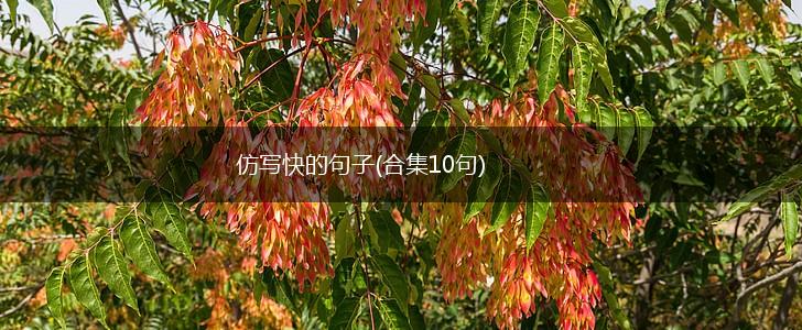 仿写快的句子(合集10句),第1张