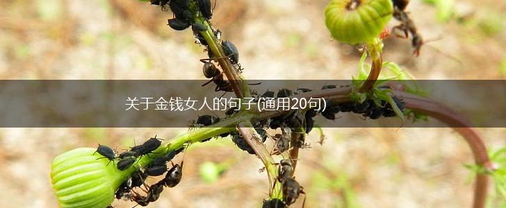 关于金钱女人的句子(通用20句),第1张
