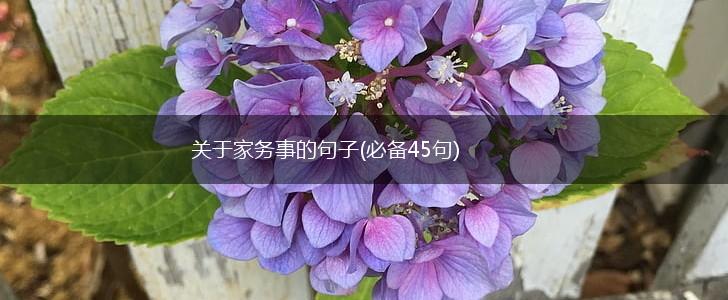 关于家务事的句子(必备45句),第1张