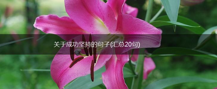 关于成功坚持的句子(汇总20句),第1张