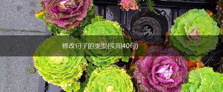 修改句子的类型(实用40句),第1张
