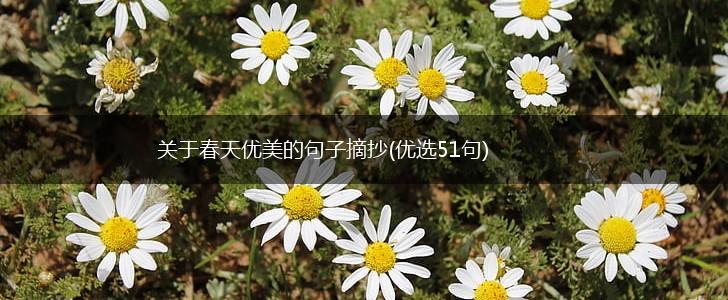 关于春天优美的句子摘抄(优选51句),第1张