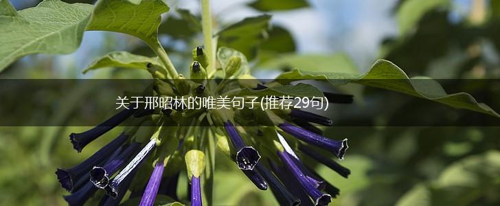 关于邢昭林的唯美句子(推荐29句),第1张