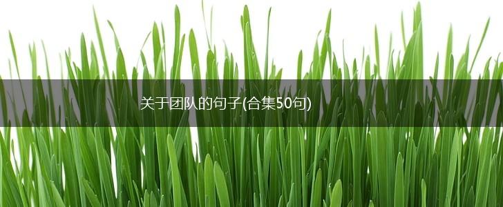 关于团队的句子(合集50句),第1张