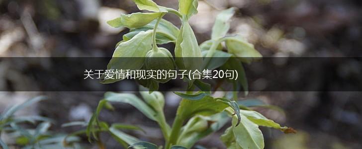 关于爱情和现实的句子(合集20句),第1张