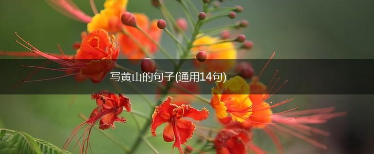写黄山的句子(通用14句),第1张