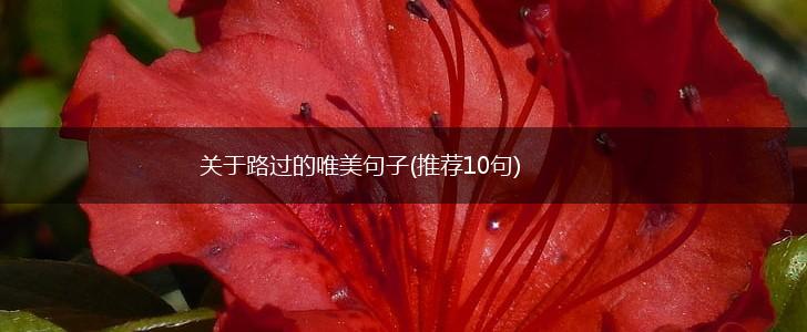 关于路过的唯美句子(推荐10句),第1张