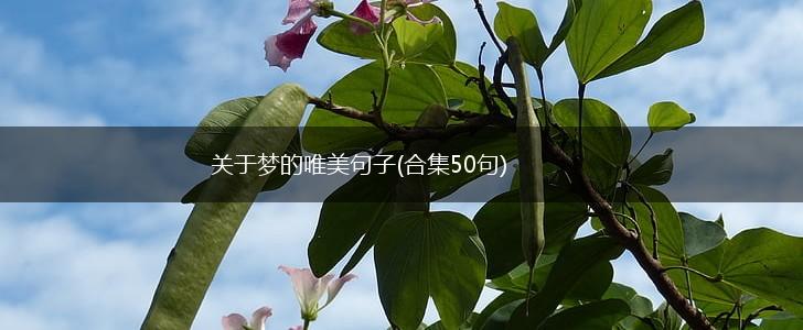 关于梦的唯美句子(合集50句),第1张