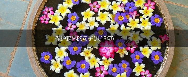 保护森林的句子(共13句),第1张