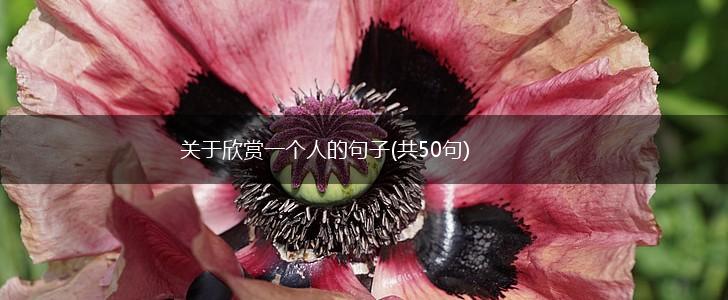 关于欣赏一个人的句子(共50句),第1张