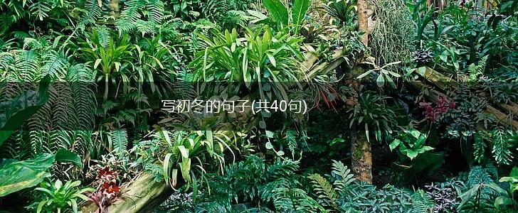 写初冬的句子(共40句),第1张