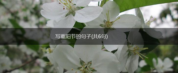 写重阳节的句子(共6句),第1张