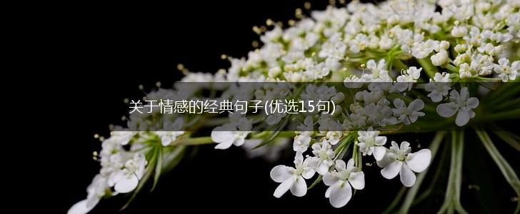 关于情感的经典句子(优选15句),第1张