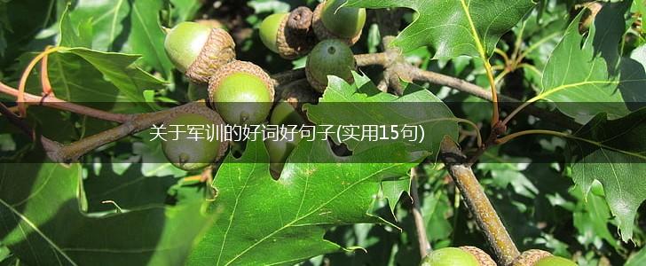 关于军训的好词好句子(实用15句),第1张