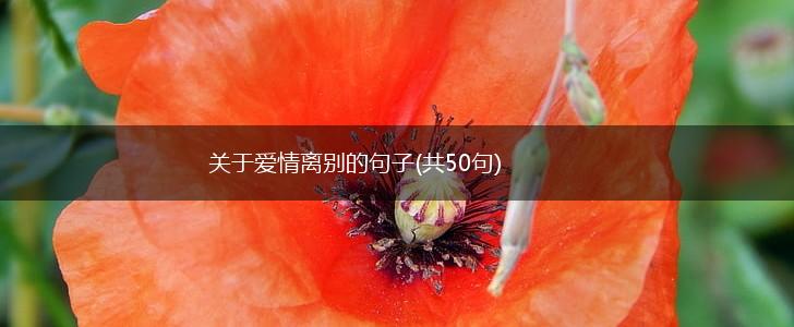关于爱情离别的句子(共50句),第1张