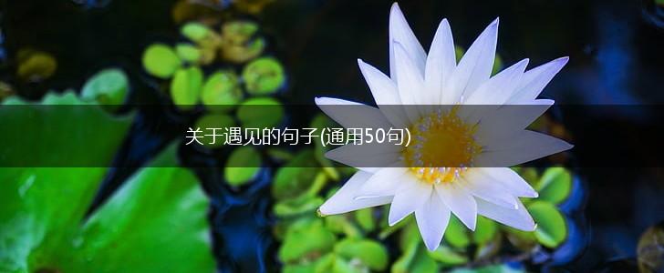 关于遇见的句子(通用50句),第1张