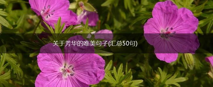 关于芳华的唯美句子(汇总50句),第1张