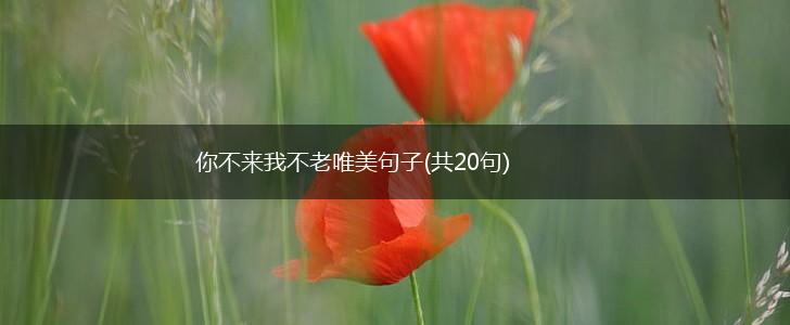 你不来我不老唯美句子(共20句),第1张