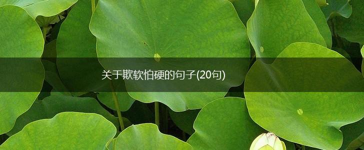 关于欺软怕硬的句子(20句),第1张
