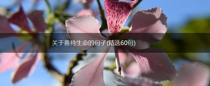 关于善待生命的句子(精选60句),第1张
