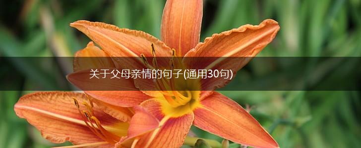 关于父母亲情的句子(通用30句),第1张