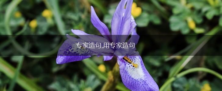 专家造句,用专家造句,第1张