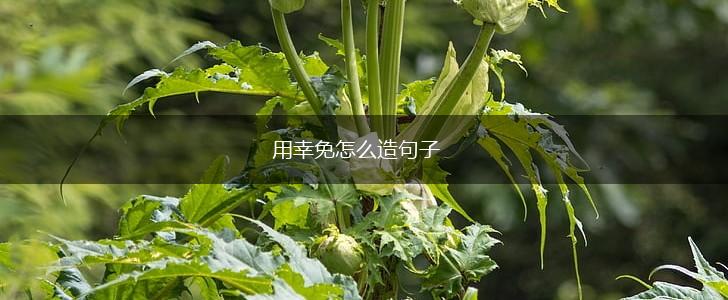 用幸免怎么造句子,第1张