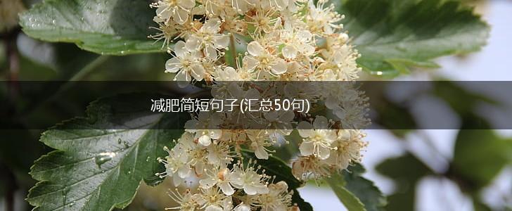 减肥简短句子(汇总50句),第1张