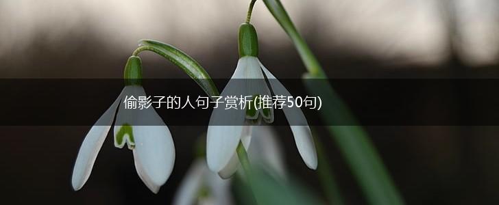 偷影子的人句子赏析(推荐50句),第1张