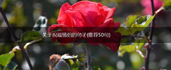 关于祝福情侣的句子(推荐50句),第1张