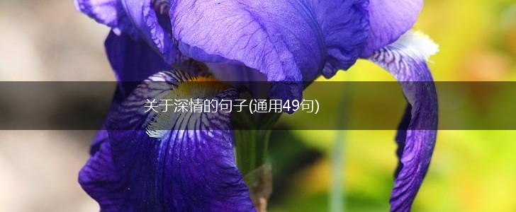 关于深情的句子(通用49句),第1张