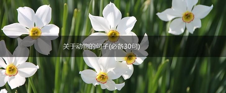 关于动物的句子(必备30句),第1张