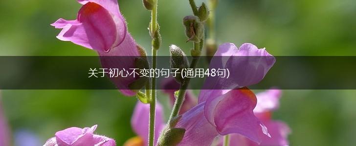 关于初心不变的句子(通用48句),第1张