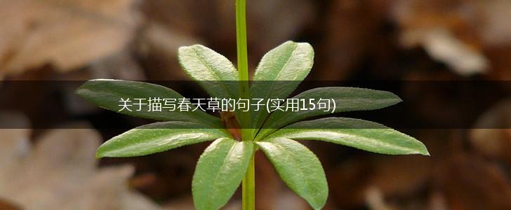 关于描写春天草的句子(实用15句),第1张