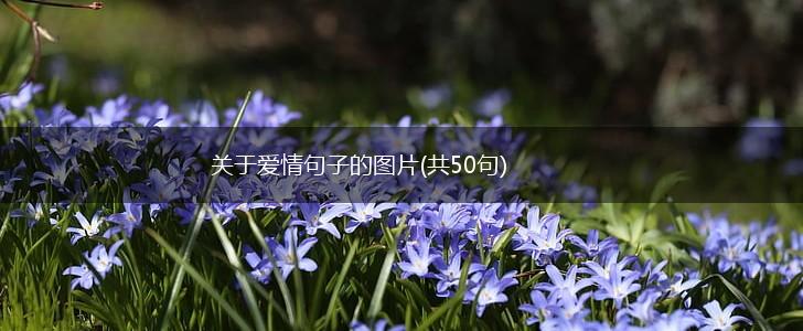 关于爱情句子的图片(共50句),第1张