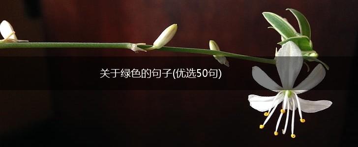 关于绿色的句子(优选50句),第1张