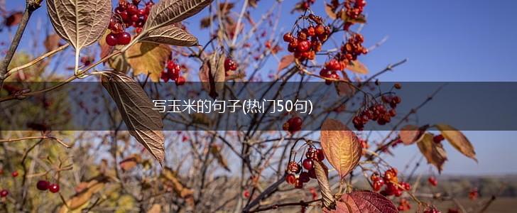 写玉米的句子(热门50句),第1张