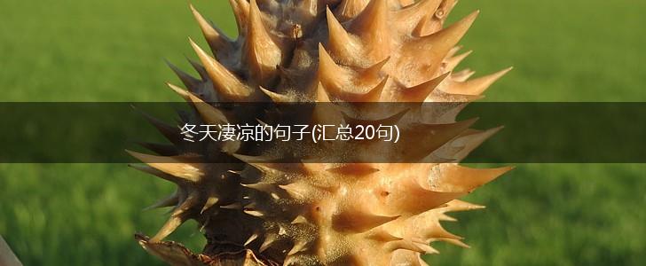 冬天凄凉的句子(汇总20句),第1张