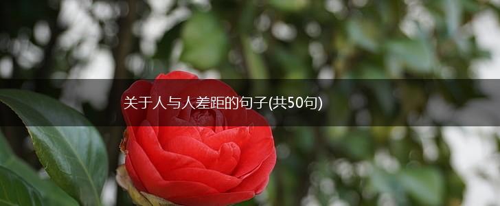 关于人与人差距的句子(共50句),第1张