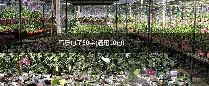 写景句子50字(通用10句),第1张