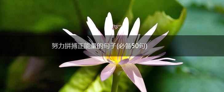 努力拼搏正能量的句子(必备50句),第1张