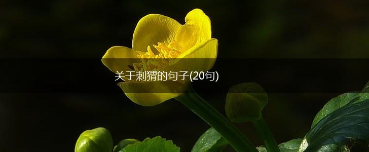 关于刺猬的句子(20句),第1张