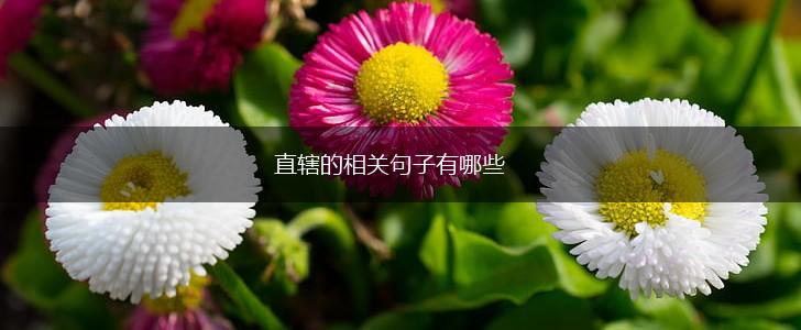 直辖的相关句子有哪些,第1张
