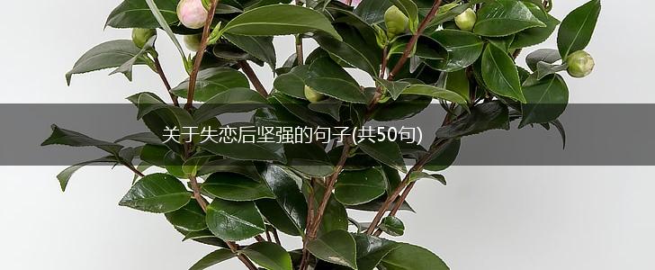 关于失恋后坚强的句子(共50句),第1张