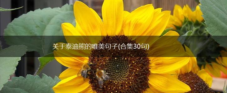 关于泰迪熊的唯美句子(合集30句),第1张