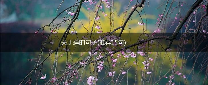 关于莲的句子(推荐15句),第1张