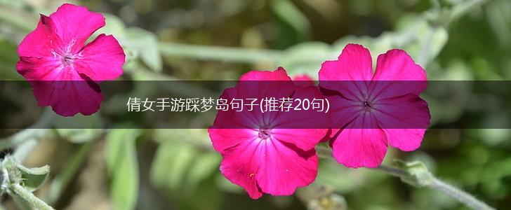 倩女手游踩梦岛句子(推荐20句),第1张