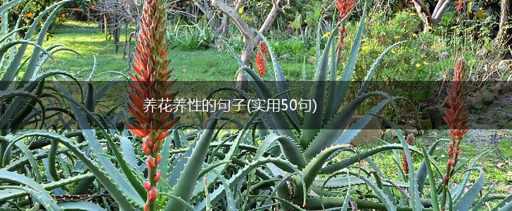养花养性的句子(实用50句),第1张