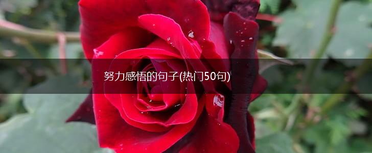 努力感悟的句子(热门50句),第1张
