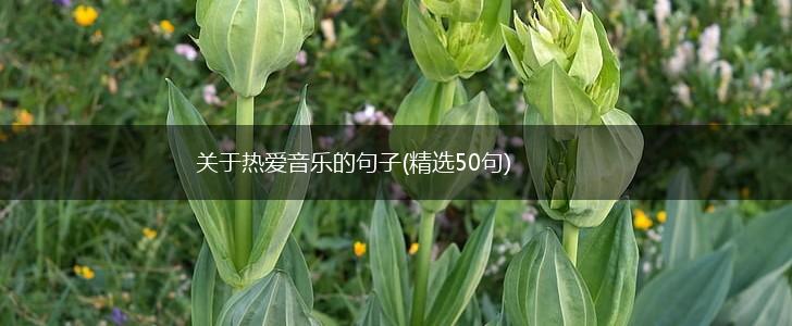 关于热爱音乐的句子(精选50句),第1张